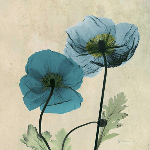 Iceland Poppy White Modern Wood Framed Art Print with Double Matting by Koetsier, Albert