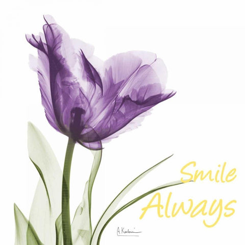 Smile Always Tulip White Modern Wood Framed Art Print by Koetsier, Albert