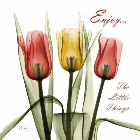 Tulips Enjoy The Little Things White Modern Wood Framed Art Print with Double Matting by Koetsier, Albert