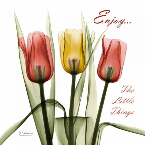 Tulips Enjoy The Little Things White Modern Wood Framed Art Print by Koetsier, Albert