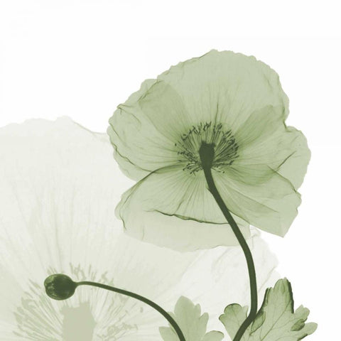 Sage Iceland Poppy White Modern Wood Framed Art Print with Double Matting by Koetsier, Albert