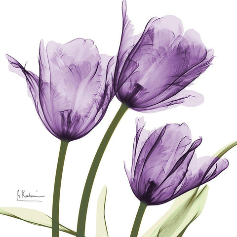 Purple Trio Tulips White Modern Wood Framed Art Print by Koetsier, Albert