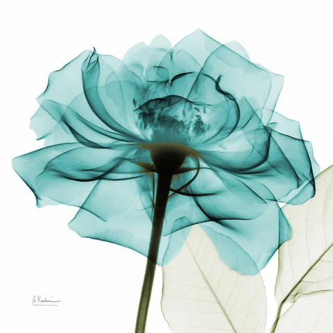 Teal Rose White Modern Wood Framed Art Print with Double Matting by Koetsier, Albert