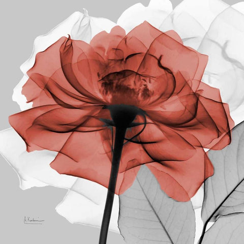 Rose on Gray 1 White Modern Wood Framed Art Print by Koetsier, Albert