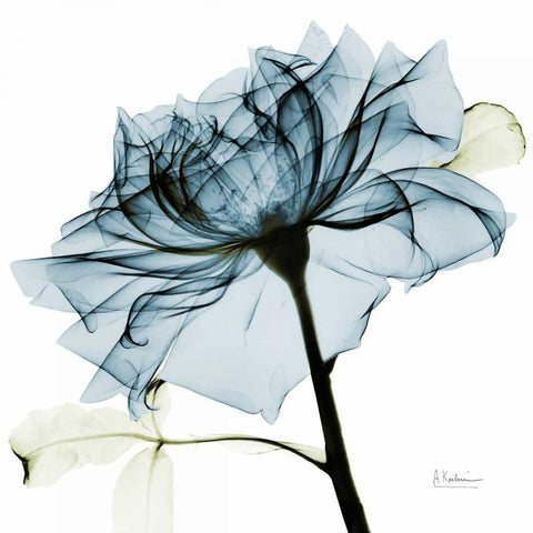 Teal Rose 2 White Modern Wood Framed Art Print by Koetsier, Albert