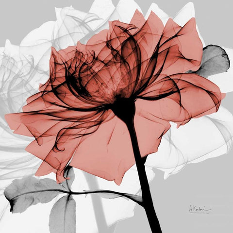 Rose on Gray 2 White Modern Wood Framed Art Print with Double Matting by Koetsier, Albert