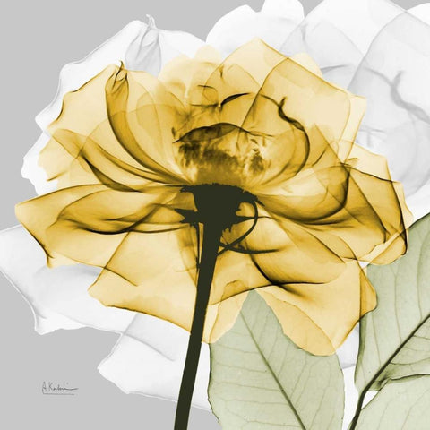 Rose in Gold 4 White Modern Wood Framed Art Print with Double Matting by Koetsier, Albert
