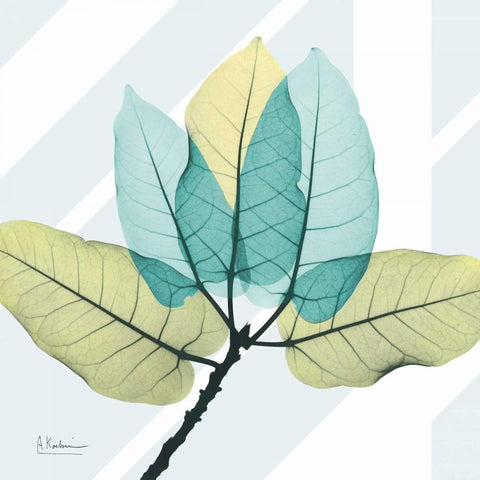 Transitional Ficus Burkey White Modern Wood Framed Art Print with Double Matting by Koetsier, Albert