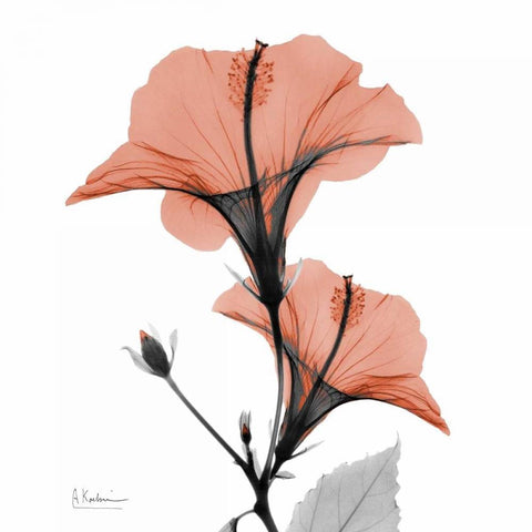 Soft Hibiscus Black Modern Wood Framed Art Print with Double Matting by Koetsier, Albert