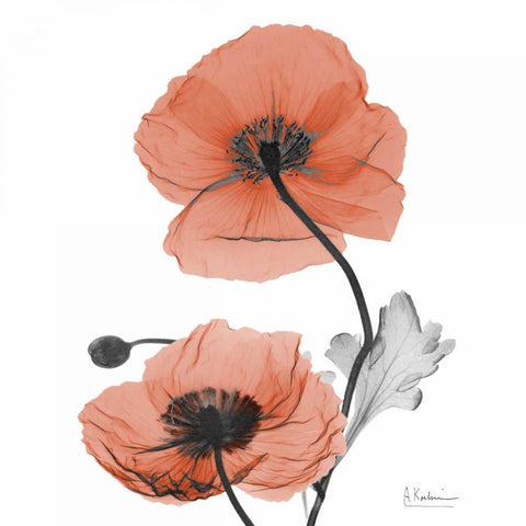 Soft Poppy B16 White Modern Wood Framed Art Print by Koetsier, Albert