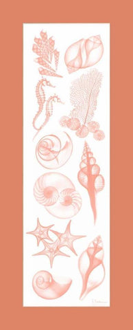 Sealife Coral Matte White Modern Wood Framed Art Print with Double Matting by Koetsier, Albert