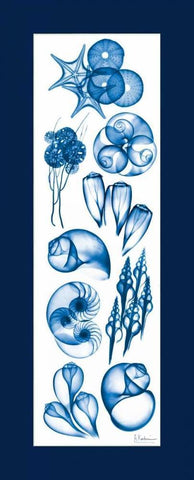 Sealife Blue Mate White Modern Wood Framed Art Print with Double Matting by Koetsier, Albert