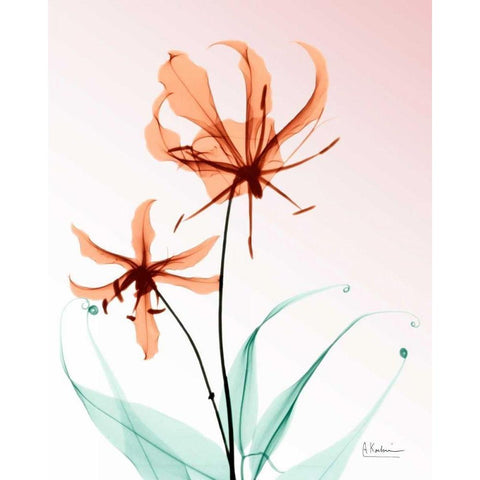 Gloriosa Lily Corals Black Modern Wood Framed Art Print with Double Matting by Koetsier, Albert