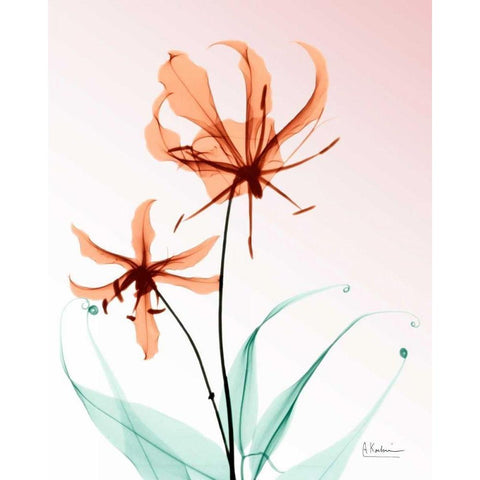 Gloriosa Lily Corals White Modern Wood Framed Art Print by Koetsier, Albert
