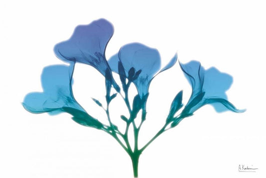 Image Only