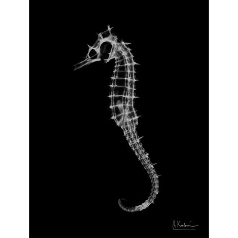 Seahorse In The Dark Black Modern Wood Framed Art Print by Koetsier, Albert