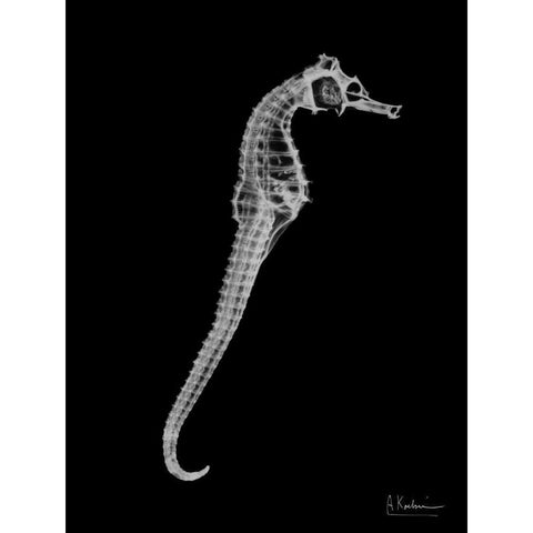 Seahorse In The Black Black Modern Wood Framed Art Print with Double Matting by Koetsier, Albert