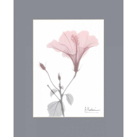 Hibiscus B49 Pink Matte White Modern Wood Framed Art Print by Koetsier, Albert