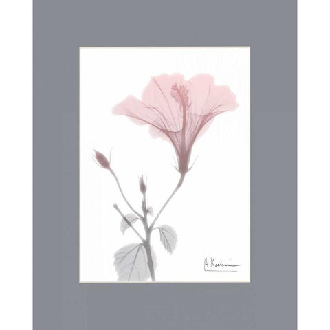 Hibiscus B49 Pink Matte Black Modern Wood Framed Art Print by Koetsier, Albert