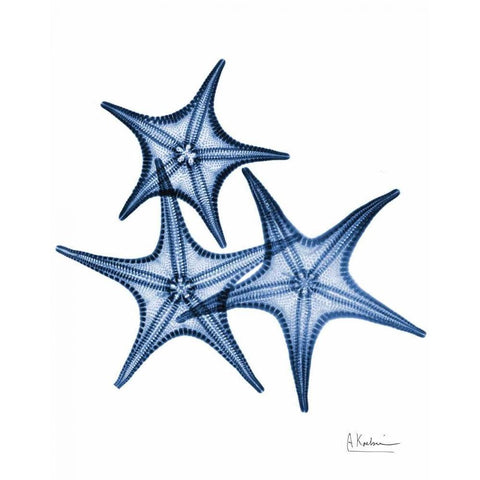 Blue Trio Starfish White Modern Wood Framed Art Print by Koetsier, Albert