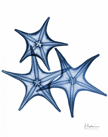 Blue Trio Starfish White Modern Wood Framed Art Print with Double Matting by Koetsier, Albert