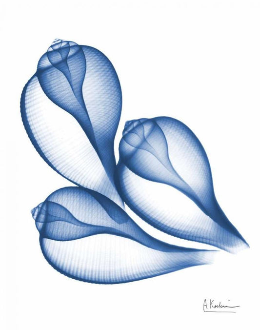 Image Only
