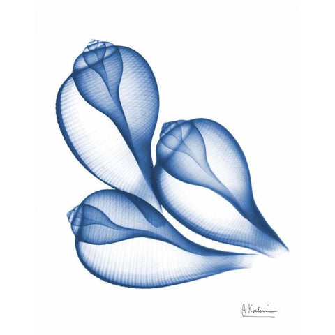 Blue Trio Conch White Modern Wood Framed Art Print by Koetsier, Albert