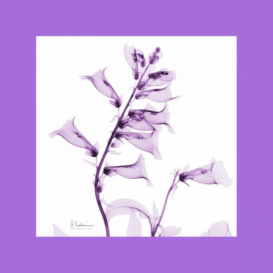 Image Only