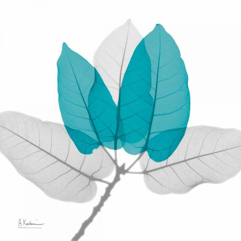 Ficus Burkey Teal White Modern Wood Framed Art Print with Double Matting by Koetsier, Albert