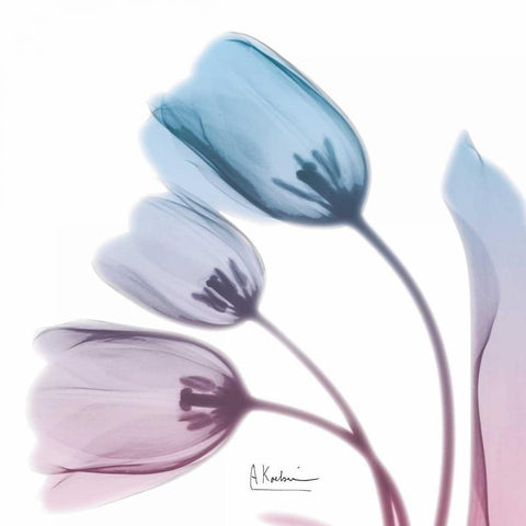 Soft Tulips Rose Serenity Black Modern Wood Framed Art Print with Double Matting by Koetsier, Albert