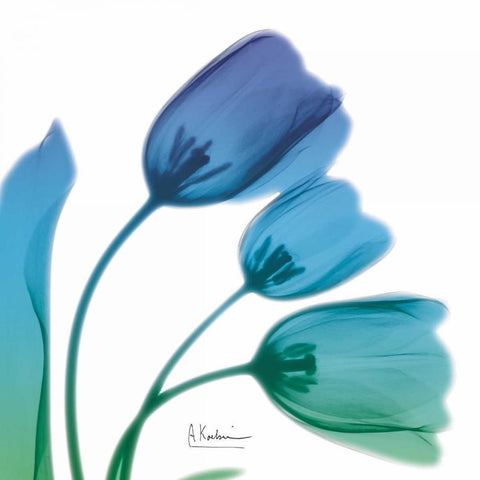 Tulips Turq Blue Black Modern Wood Framed Art Print with Double Matting by Koetsier, Albert