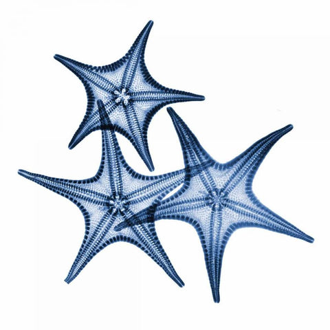 Blue Three Starfish White Modern Wood Framed Art Print by Koetsier, Albert