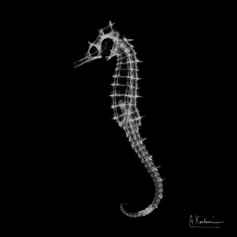 Seahorse In The Dark White Modern Wood Framed Art Print with Double Matting by Koetsier, Albert