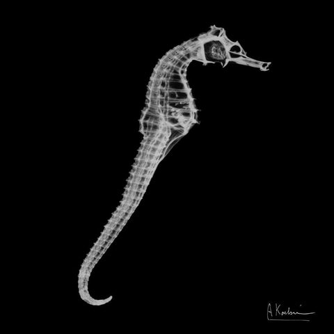 Seahorse In The Black White Modern Wood Framed Art Print with Double Matting by Koetsier, Albert