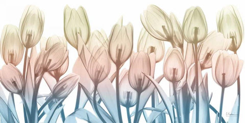Spring Blooms White Modern Wood Framed Art Print with Double Matting by Koetsier, Albert