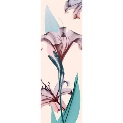 Spring Lily White Modern Wood Framed Art Print by Koetsier, Albert