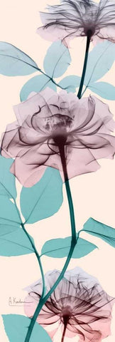 Spring Rose White Modern Wood Framed Art Print with Double Matting by Koetsier, Albert