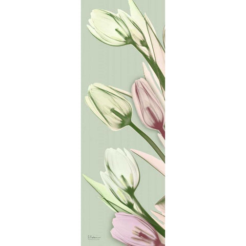 Spring Time Tulips White Modern Wood Framed Art Print by Koetsier, Albert