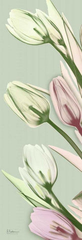 Spring Time Tulips Black Ornate Wood Framed Art Print with Double Matting by Koetsier, Albert