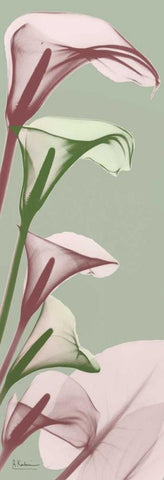 Spring Time Calla Lilies White Modern Wood Framed Art Print with Double Matting by Koetsier, Albert