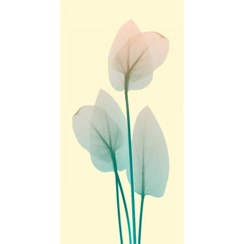 Blissful Bloom 1 White Modern Wood Framed Art Print by Koetsier, Albert