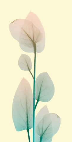 Blissful Bloom 2 White Modern Wood Framed Art Print with Double Matting by Koetsier, Albert
