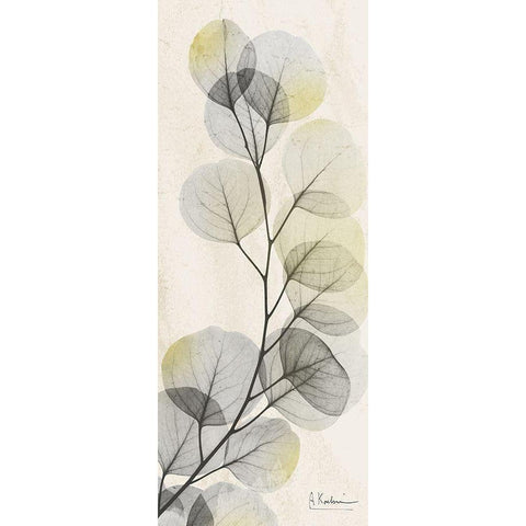 Eucalyptus Sunshine Black Modern Wood Framed Art Print with Double Matting by Koetsier, Albert
