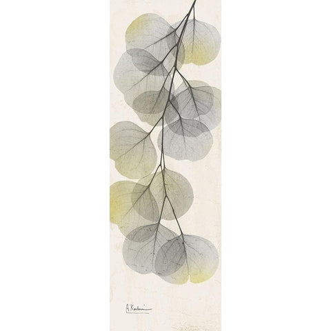 Eucalyptus Sunshine 2 White Modern Wood Framed Art Print by Koetsier, Albert