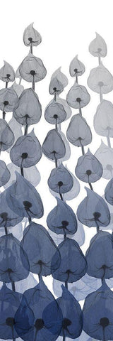 Sapphire Blooms On White 3 White Modern Wood Framed Art Print with Double Matting by Koetsier, Albert