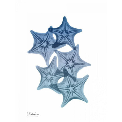 Tidal Starfish 1 White Modern Wood Framed Art Print by Koetsier, Albert