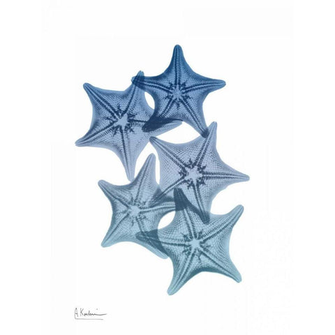 Tidal Starfish 1 Black Modern Wood Framed Art Print with Double Matting by Koetsier, Albert