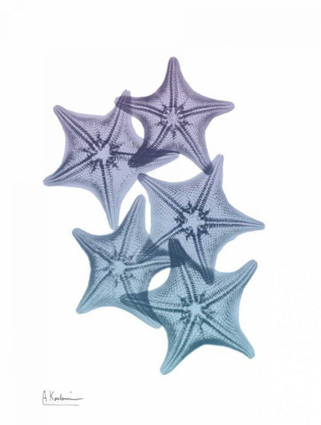 Lavender Splashed Starfish 1 White Modern Wood Framed Art Print with Double Matting by Koetsier, Albert