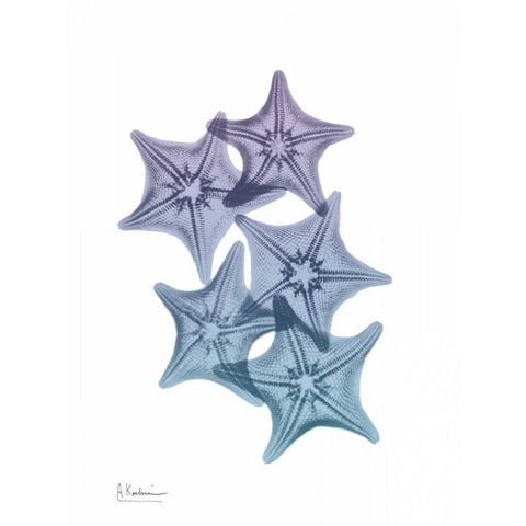 Lavender Splashed Starfish 1 White Modern Wood Framed Art Print by Koetsier, Albert