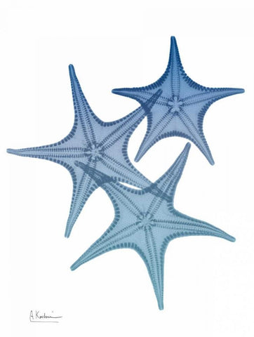 Tidal Starfish 2 White Modern Wood Framed Art Print with Double Matting by Koetsier, Albert